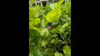 Indian Red Pierrot