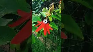 clerodendrum specisoum /flowering creepers