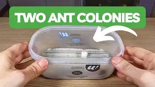Cleaning My Favorite Ant Colonies! | BRUMA Ants