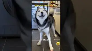When you have a Husky.