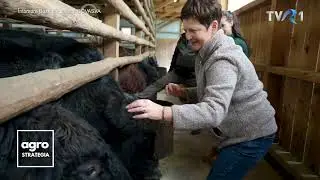 Domeniul Vaduri. Vacile Aberdeen Angus crescute la munte