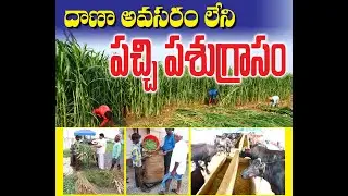 Best Green Fodder to eliminate Cattle Feed  |దాణా అవసరంలేని పచ్చి పశుగ్రాసం|8142227755
