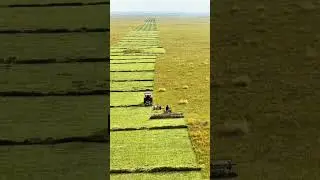Harvesting process of crops from large crop fields