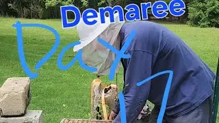Demaree, day 17, first time back into brood chamber #beekeeping