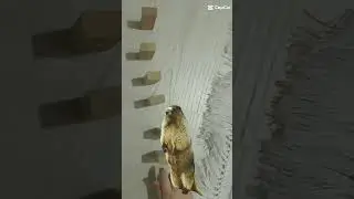 kardeşim maxx Jenga yaparken