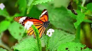 Striped Tiger Butterfly taking nectar from Heliotropium indicum