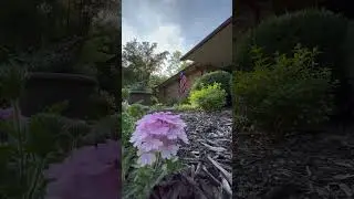 Peaceful evening in the garden&hellip; superbena verbena pink cashmere #diylandscaping