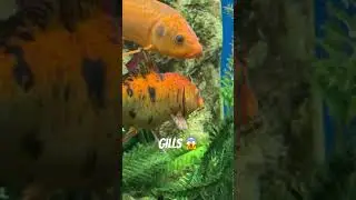 This is how fish gills look #fish #gills