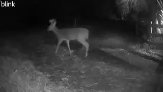 BUCK WHITE TAILED DEER | WILD FLORIDA AT DUSK | WILDLIFE CAUGHT BLINK CAM SERIES #buck #deer