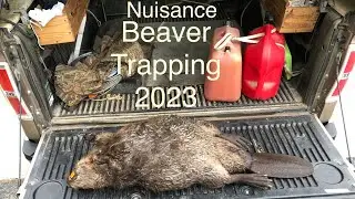 Beaver Trapping goes Snapping. Huge snapping turtle release.