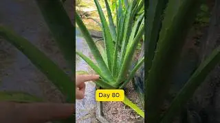 80 days to restore aloe vera plant