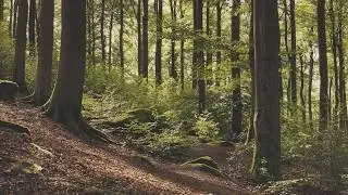 4K - Summer Forest Ambience - Relaxing Nature Sounds - Bird Song - Forest Sounds