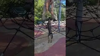 Dog is training doing a rope climb with owner!