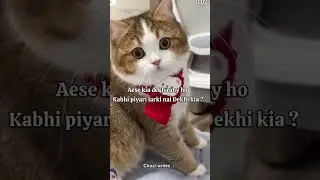 #shortsvideo #kittty #cat #funny #kittey #music #kittycatsong #funny