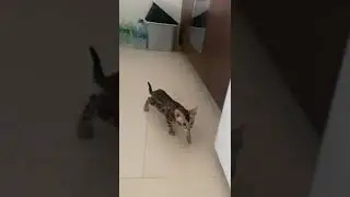 Meet Nya: Adorable Bengal Kitten's First Day in Her New Home