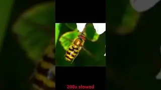 Syrphus ribesii Hovering in Ultra Slow Motion (200&times;)