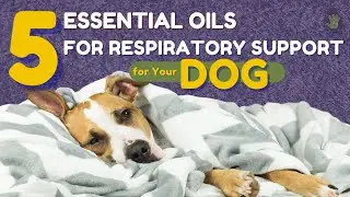Respiratory Problem in Dogs | 5 Effective Essential Oils for Respiratory Support for Your Dog
