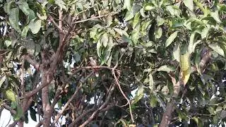 A Red Whiskered Bulbul bird chirping on a mango tree. #nature #birdvideo #naturelovers