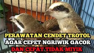 PERAWATAN CENDET TROTOL  UNTUK PEMULA AGAR CEPAT NGRIWIK GACOR !!