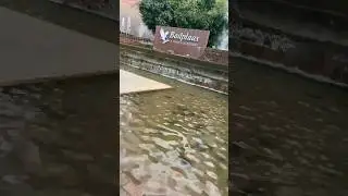 BADPLAAS A FOREVER RESORT #viral #shorts #shortsfeed  #likeandsubscribe #travel #subcribe