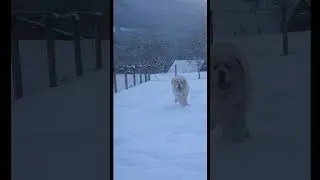 Great Pyrenees 🐼 facts