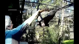 Test flying batties going into the release aviary