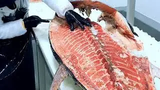 Breaking Down Bluefin Tuna: Fortune Fish Presents
