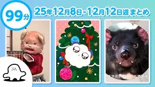 【赤ちゃんが喜ぶ】シナぷしゅ公式25/12/08～12/12まとめ│赤ちゃんが泣き止む・知育の動画