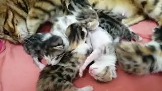 Маленькие почти бенгалы. #bengalcat
