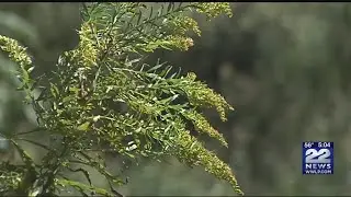 Ragweed affecting outdoor allergy sufferers in the Pioneer Valley, even in autumn