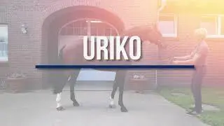 Uriko - a promising sire in a special format