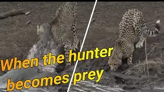 When the hunter becomes prey