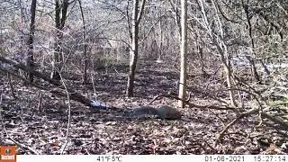 Grey (colour phase) squirrel 06 01 21