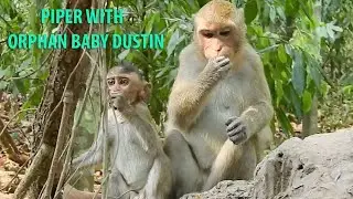 Lucky Orphan Baby Dustin Has Piper Look After Him,Baby Amber Troop Playing