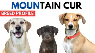 Mountain Cur Breed Profile History - Price - Traits - Mountain Cur Grooming Needs - Lifespan