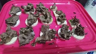 live sekarang CARA FRAG CORAL SOFTIES GSP
