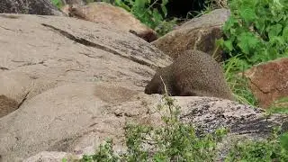 Mongoose foraging amongst Sloth Bears