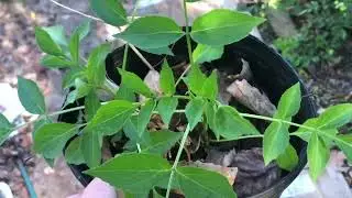 Garden VLOG Soft Closing 12/19-29/25; getting plants ready for the local garden community