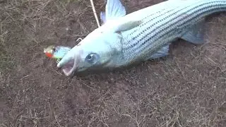 Striper Fishing | Sooner Lake  - OOW Outdoors