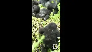 Three infant gorillas have the BEST time playing