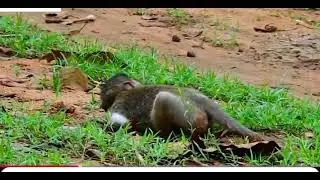  baby get lesson#pitymonkey #hungrymonkey #monkeyfight #monkeysr #funny #monkeylife