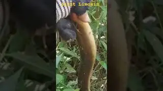 Dapat jackpot Belut Limosin #viral #mancingbelut #belutbabon