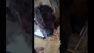 Boom Boom destroyed the house 🏡🦬💣🤬 #bison #pets #animal #ranchlife #yellowstone #buffalo #boomboom