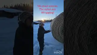 Tractor power: hauling a 1200lb bale out to feed our rare Lipizzan horses in Northern BC Canada!