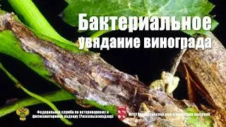 Бактериальное  увядание винограда