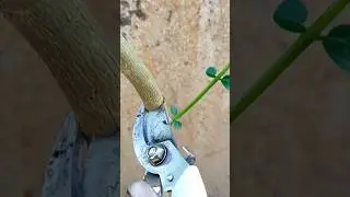 cutting premna microphylla #shorts