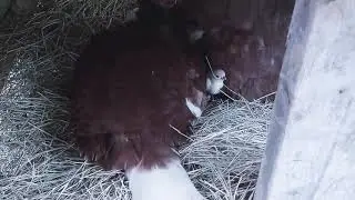 From the first turkey egg to baby turkeys. Bourbon Red Turkey