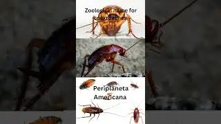 Zoological name of cockroaches: #genus #species #phylum #family #class