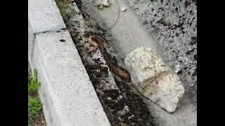 Poskok, Vipera ammodytes, Horned viper, Long nosed viper, Ostro&scaron;ke grede