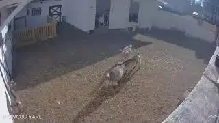 The Happiest Goats In The World - Heart Melting!